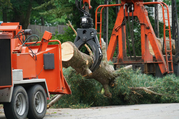 Trusted Hull, IA Tree Services Experts